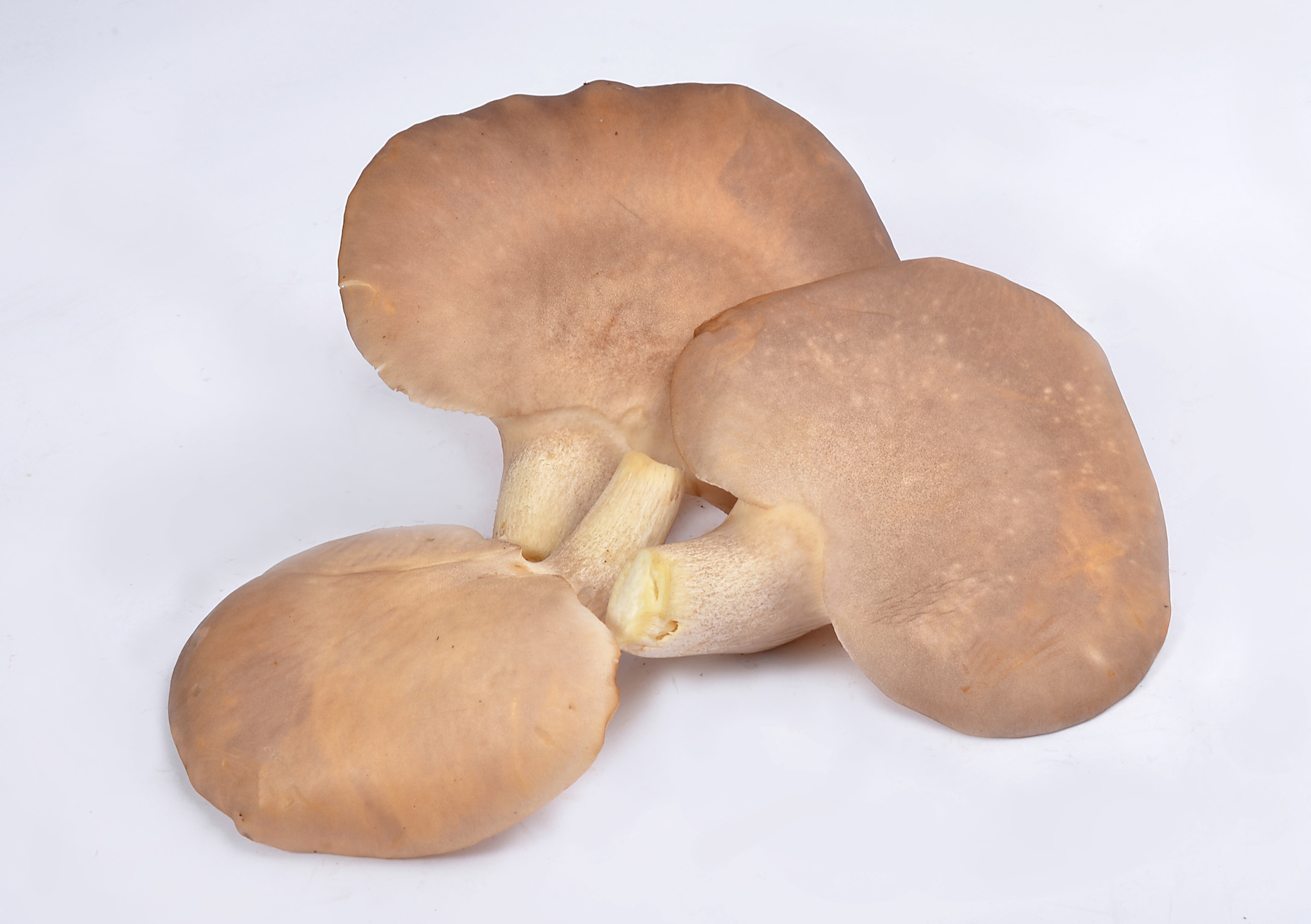 鲍鱼菇