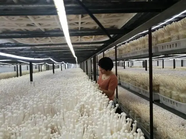 Small mushrooms grab the big market