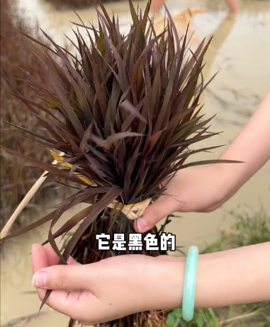 Exclusive disclosure, selenium-rich black rice planting method!