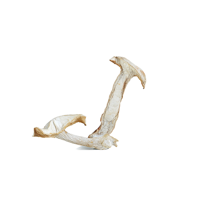 White matsutake
