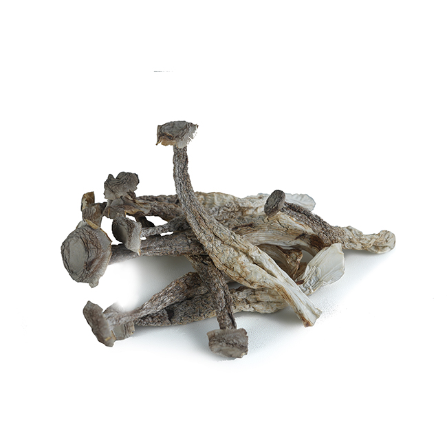 Antler mushroom