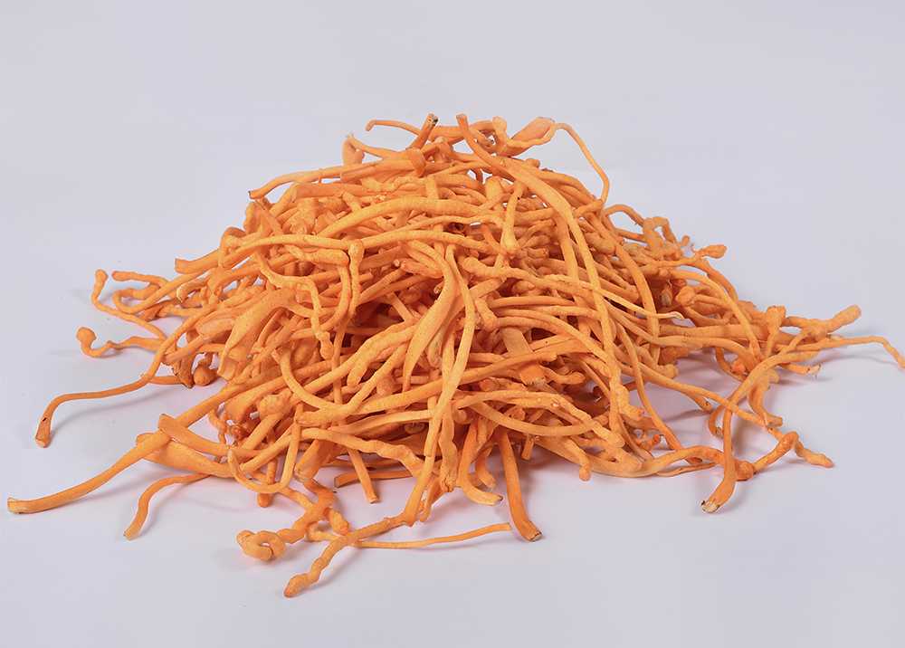 Cordyceps flower