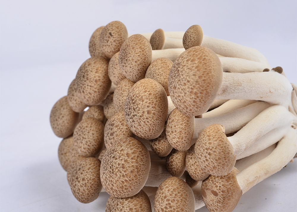 Brown mushroom